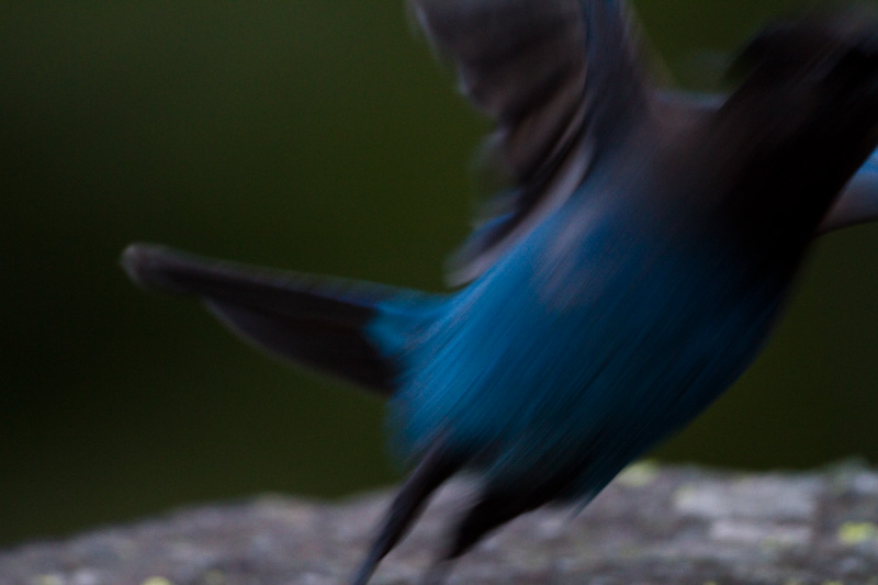 Stellars Jay Taking Flight